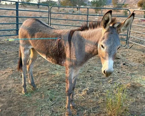Wild Ass Recovering After Newest Bow Assault on Wild Burros in California