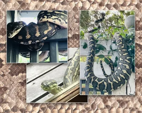 Accepting my Serpents in My Ceiling: A Transformation from Dread to Admiration