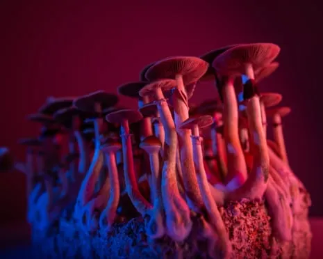 About Psychedelics by Justin Smith-Ruiu: A Reflective Journey into Psychedelics