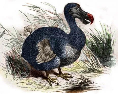 Scientists Assert They Have Achieved a ‘Major Breakthrough’ in Bringing Back the Flightless Species for the Initial Instance in 300 Years